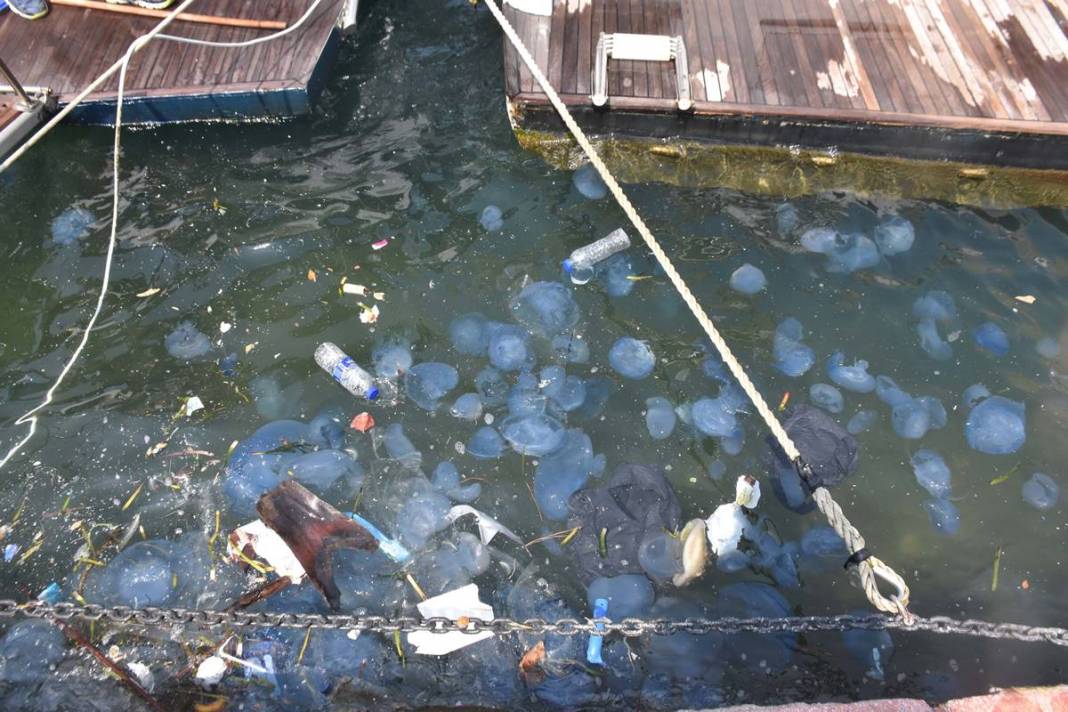 Yüzlercesi sahile vurdu, dokunan anında zehirleniyor! Mavi renklilere sakın yaklaşmayın, ölüm tehlikesi var 38